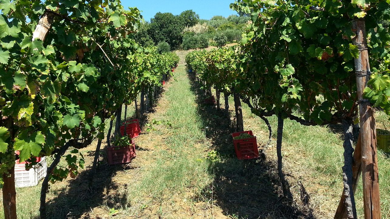 Visita alle Cantine Benvenuto per una degustazione di vini