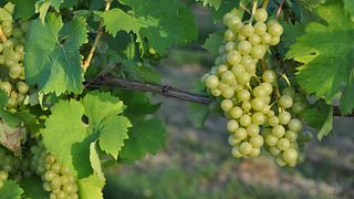 Weinprobe und Führung im Weingut Schmitt Bergtheim