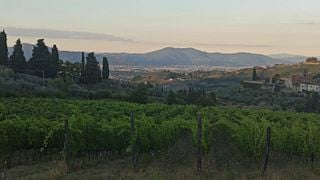 Tuscan Organic Wine Tasting & Vineyard Tour
