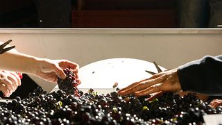 Dégustation et visite de vins à la Maison Jaffelin 7 vins