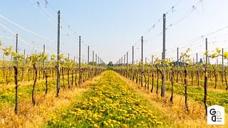 Winery Gloire de Duras
