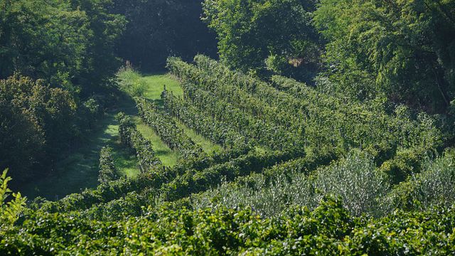 Azienda Agricola le Muraglie