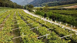 Degustazione di vini premium presso la Cantina Veronese Beatrice