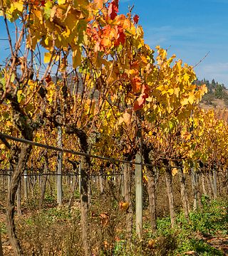 MATETIC VINEYARDS