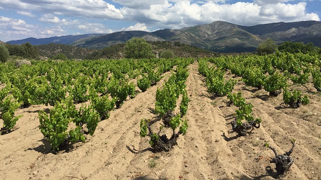 Bodega Nietos De Señora Maria