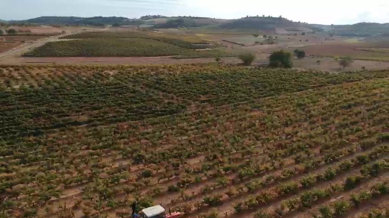 Bodegas Rodero: A Legacy of Winemaking