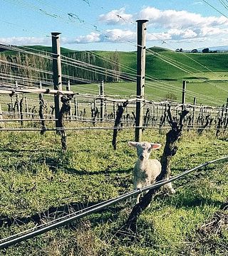 Hawke's Bay Winemaker Tasting & Vineyard Views