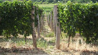 Degustação de vinhos premium na vinícola Djurdjic