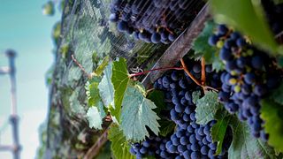 Experiência Clássica na WHT Huarpe Riglos Wines