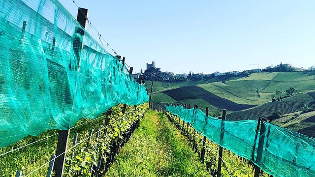 Mauro Veglio Azienda Agricola