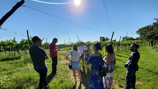 Tour Veneto Vineyards & Taste 6 Organic Local Wines