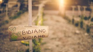 Crete Wine Discovery: Titakis Tasting Journey