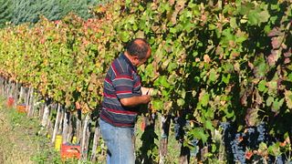 Cata de vinos y visita guiada en Stefania Barbot