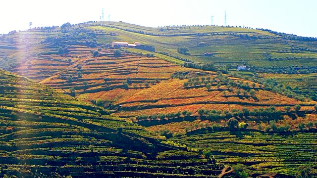 Discover Douro Valley Wine Tour for scenery lovers