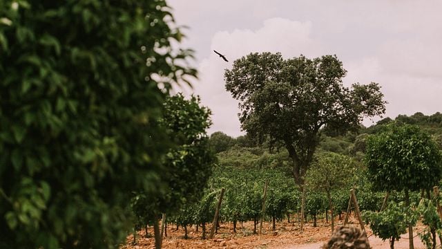 Cata y tour de vinos en Viña Santa Marina
