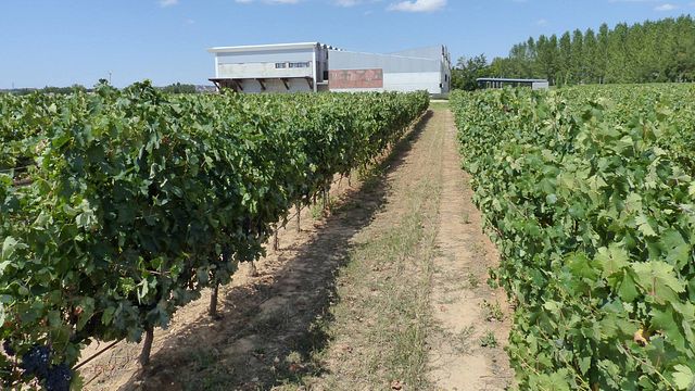 Wine tasting and tour at Bodega Y Viñedos Martín Berdugo