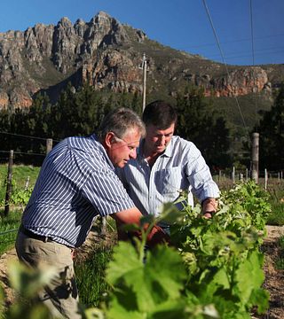 Mellasat Vineyards