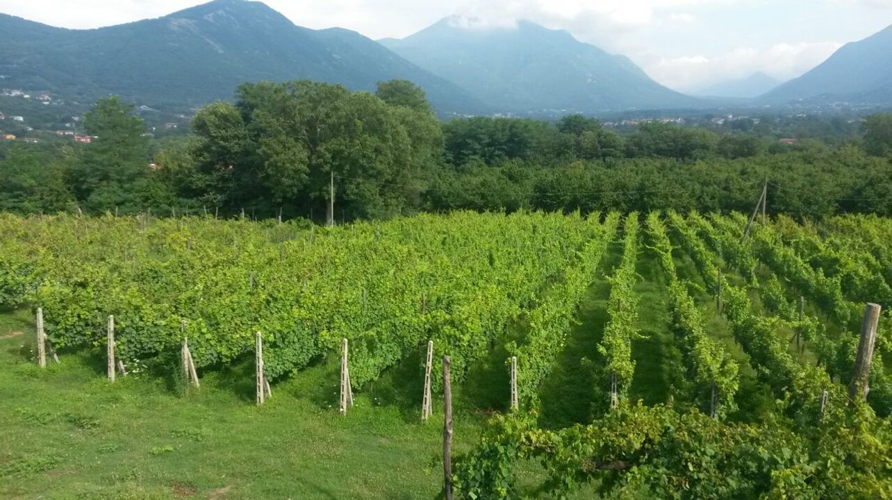 Journée du vin