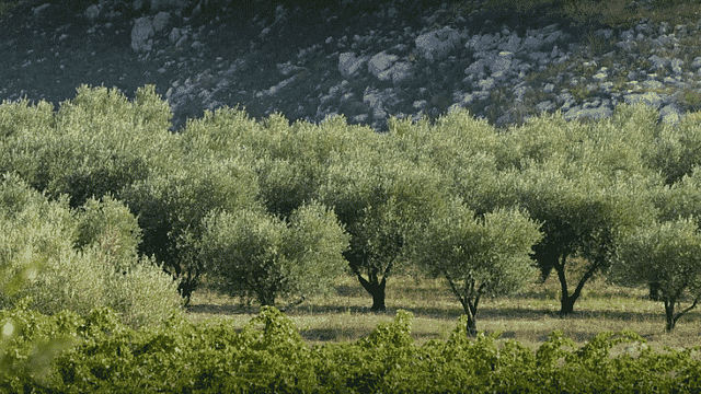 Clos des Nines