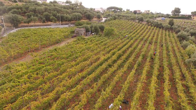 Cata de vinos y visita a la bodega en Azienda Agricola Fuocomuorto