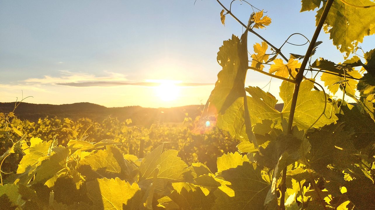 Degustazione di vini e tour a Mas Costeplane