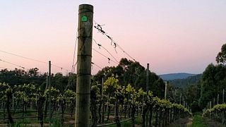 Visita e degustazione di vini al Winter Brook Vineyard