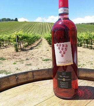 Abruzzo Wine & Vineyard Journey at Tenuta Arabona