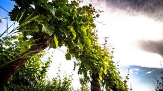 Cata de vinos y visita guiada en Gianni Doglia