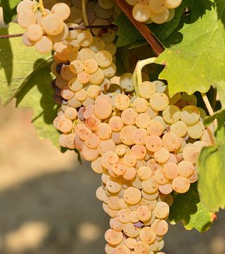 Azienda Agricola Montaioncino