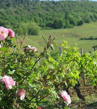 Wine tasting and tour at Domaine du Chalet Pouilly
