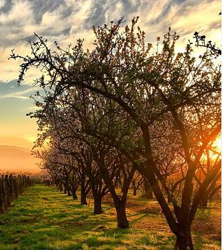 Degustação de vinhos e tour na vinícola Antiyal
