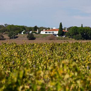 Séjournez à Monte do Pintor et profitez d'une visite personnelle de la cave et d'une dégustation de vin