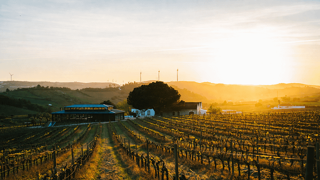 Visite du vignoble, déjeuner et vins haut de gamme à la Quinta da Boa Esperança