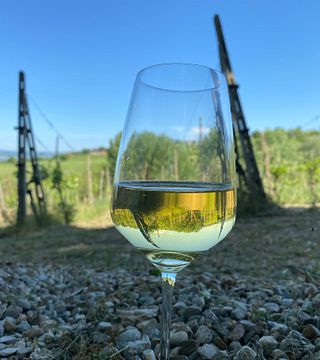 Visita à Vinícola e Degustação no Vinhedo da Vinícola Colonna