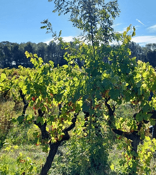 Massamier La Mignarde