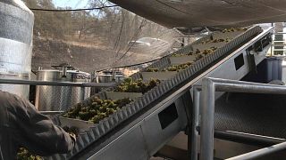 Degustazione di vini e tour presso la Tenuta Signorello