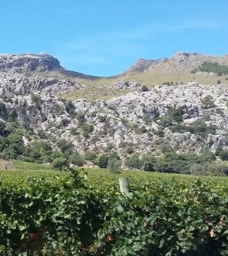 Visita guiada y cata de 3 vinos PREMIUM en Vinyes Mortitx