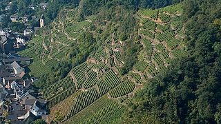 Cata de vinos en Terrassenweingut Dötschhaupt