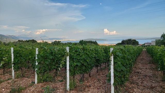 Descubra las auténticas bodegas de la región de Split