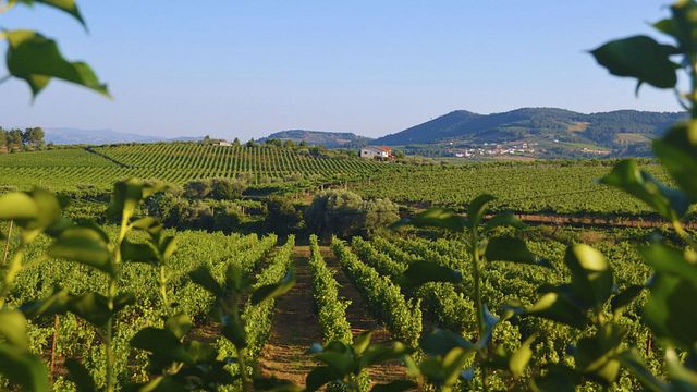 Do Porto: Tour 3 Vinícolas no Vale do Douro com Almoço, Visitas e Degustações de Vinhos