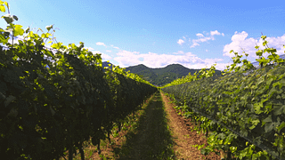 Discovering Salty Prosecco at Martignago Vignaioli
