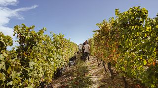 Degustação de vinhos e visita à adega
