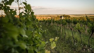 Vinprovningsupplevelse på Dobrá Vinice