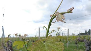 Bordeaux Bliss: Fronsac & Pomerol Wine Discovery