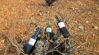 Visita a una bodega histórica y cata de vinos | Bodega Del Nero