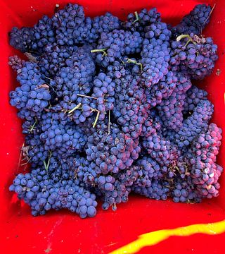 Dégustation de vins : Sfumature di Pinot Nero