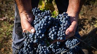 Cata de vinos y visita a la fábrica de Caricato