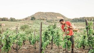 Dégustation de vins – Visite d'un ancien vignoble | Barone Beneventano 