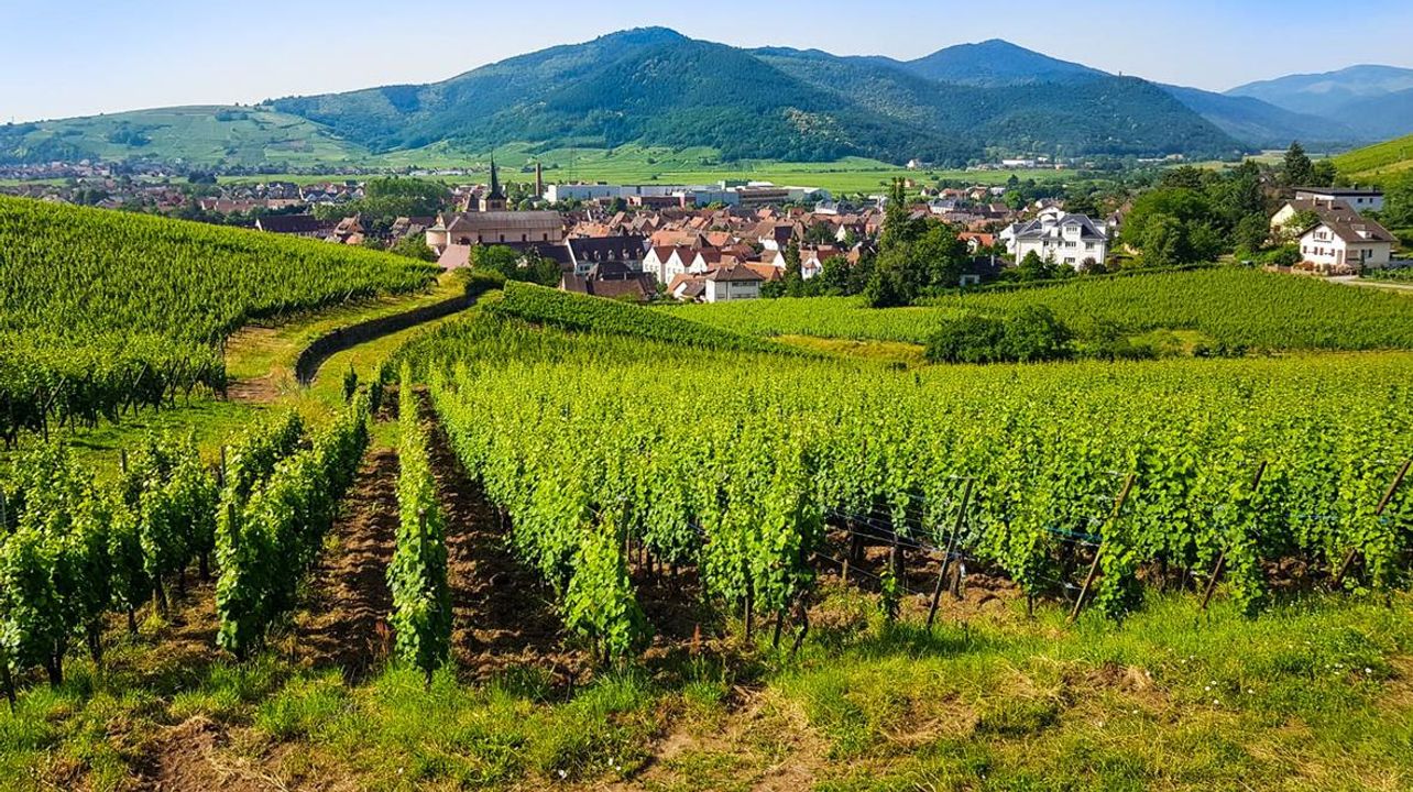 Eguisheim Discovery & Wine Tasting Tour