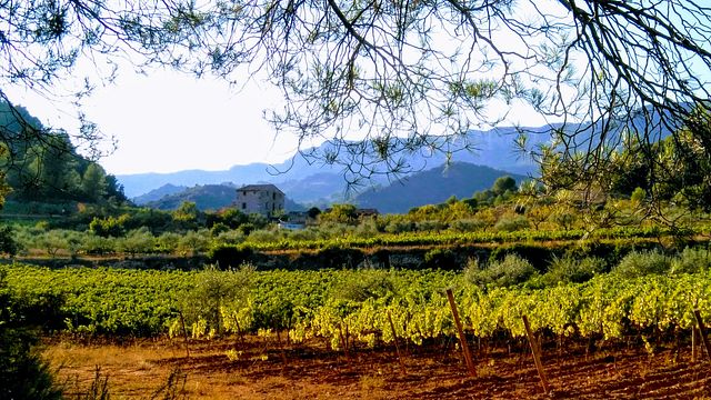 Celler Crivellé I Valls